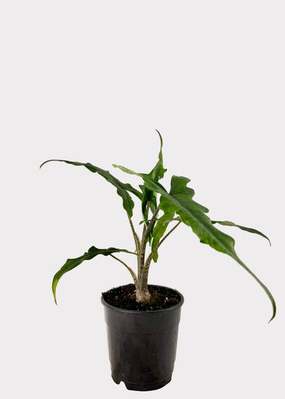 Alocasia – Sabrina