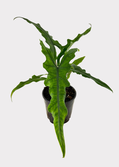 Alocasia – Sabrina