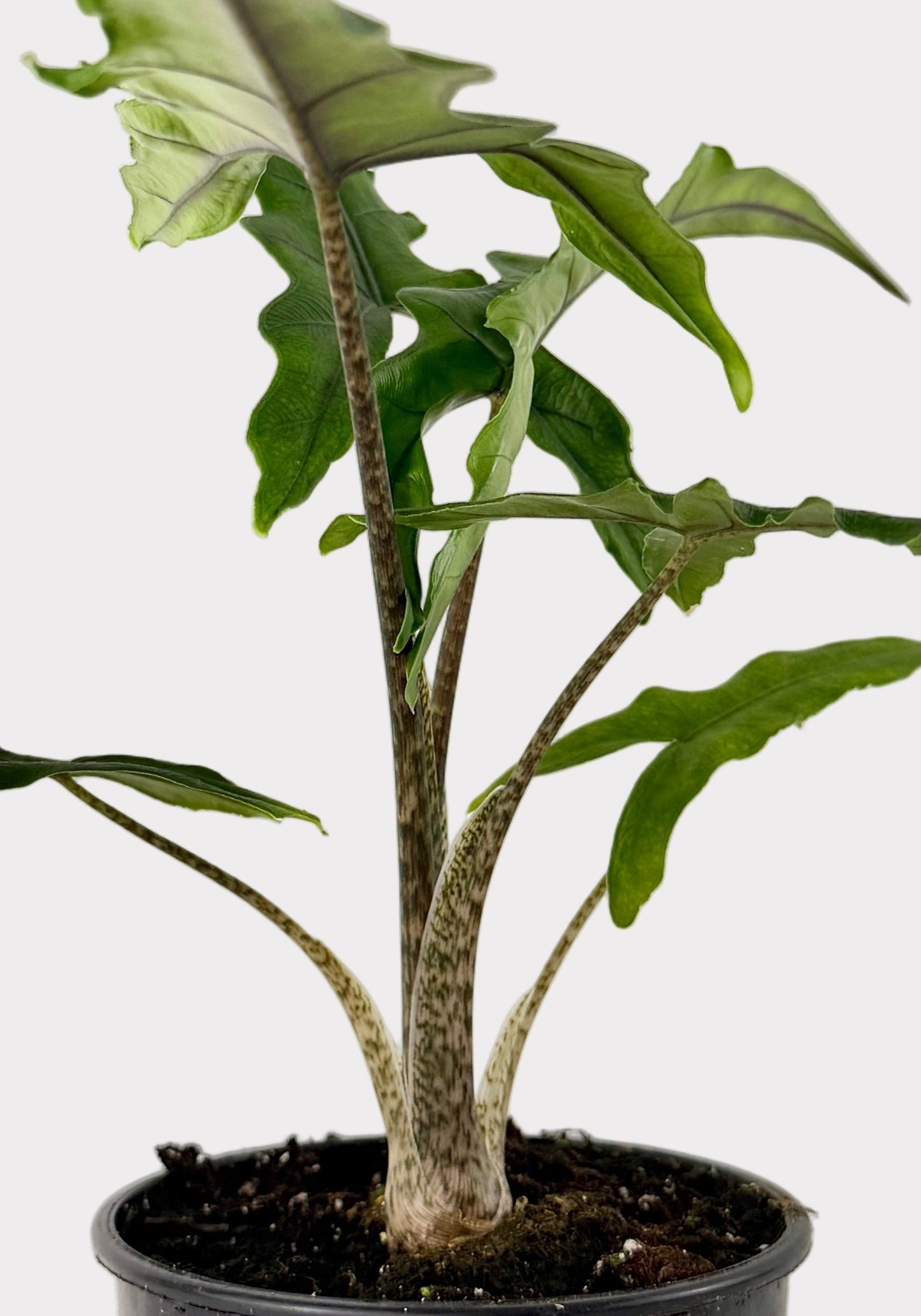 Alocasia – Sabrina