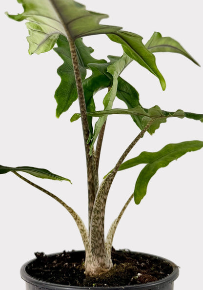 Alocasia – Sabrina