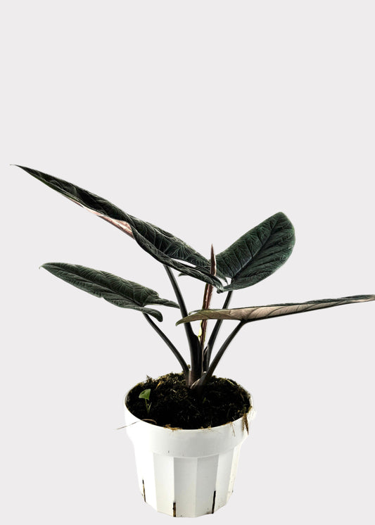 Alocasia – Scalprum