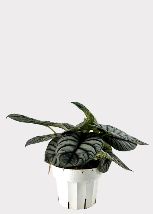Alocasia – Silver Dragon
