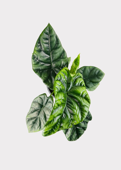 Alocasia – Sinuata