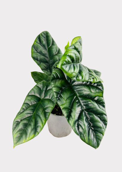 Alocasia – Sinuata