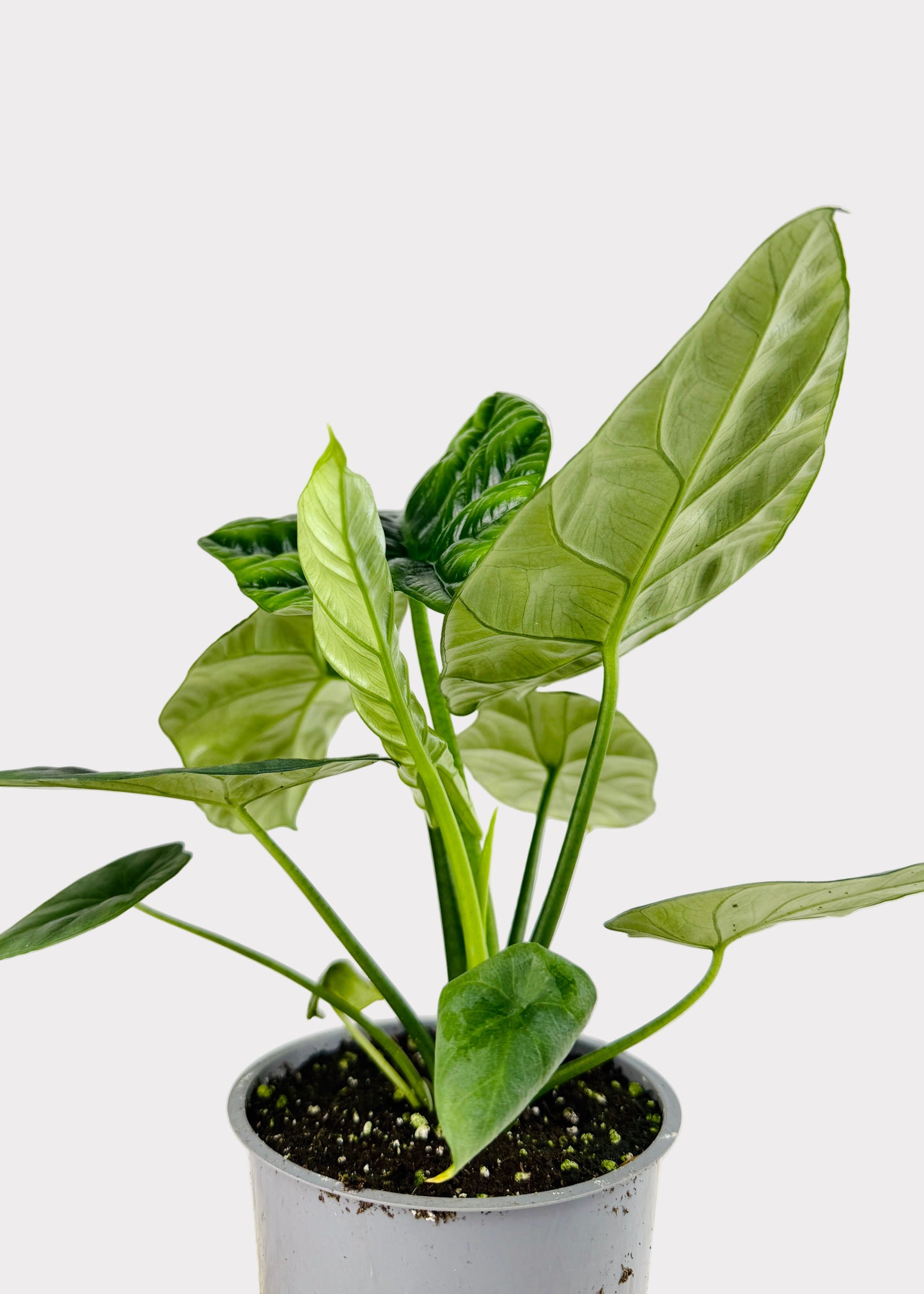 Alocasia – Sinuata