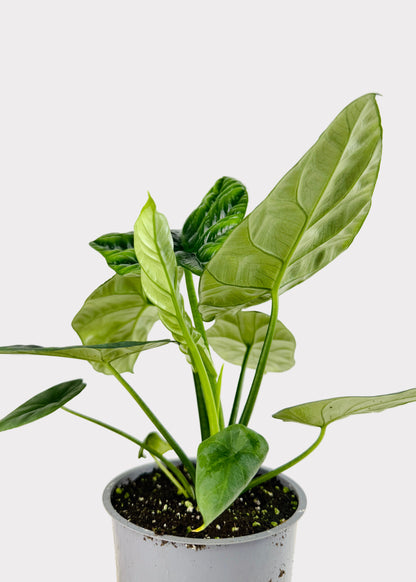 Alocasia – Sinuata