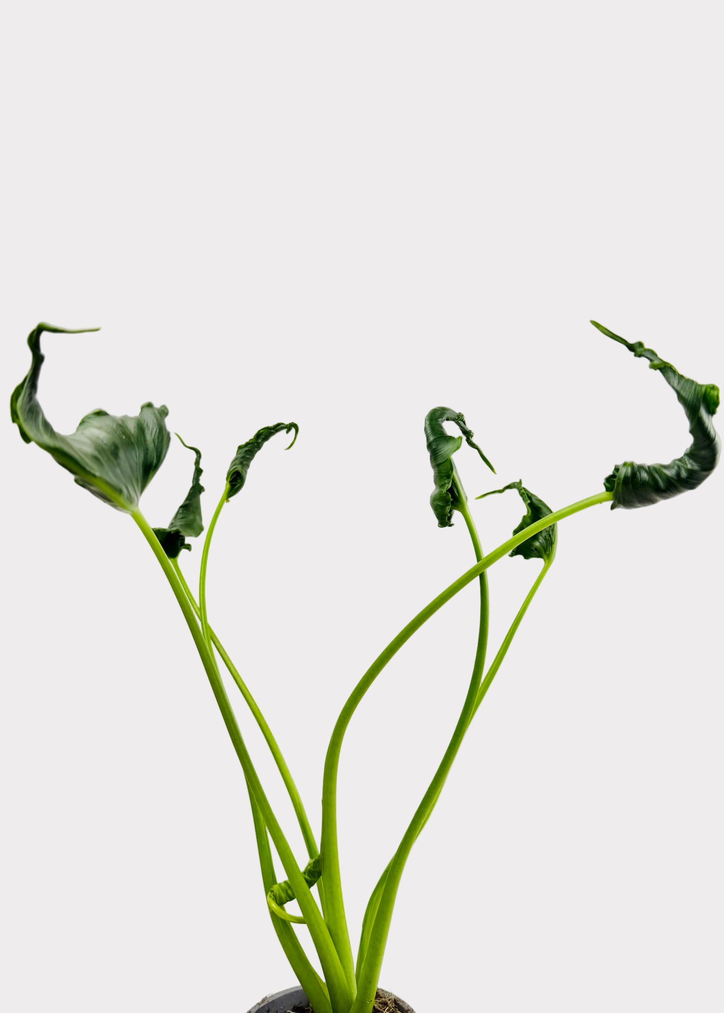 Alocasia – Triangularis