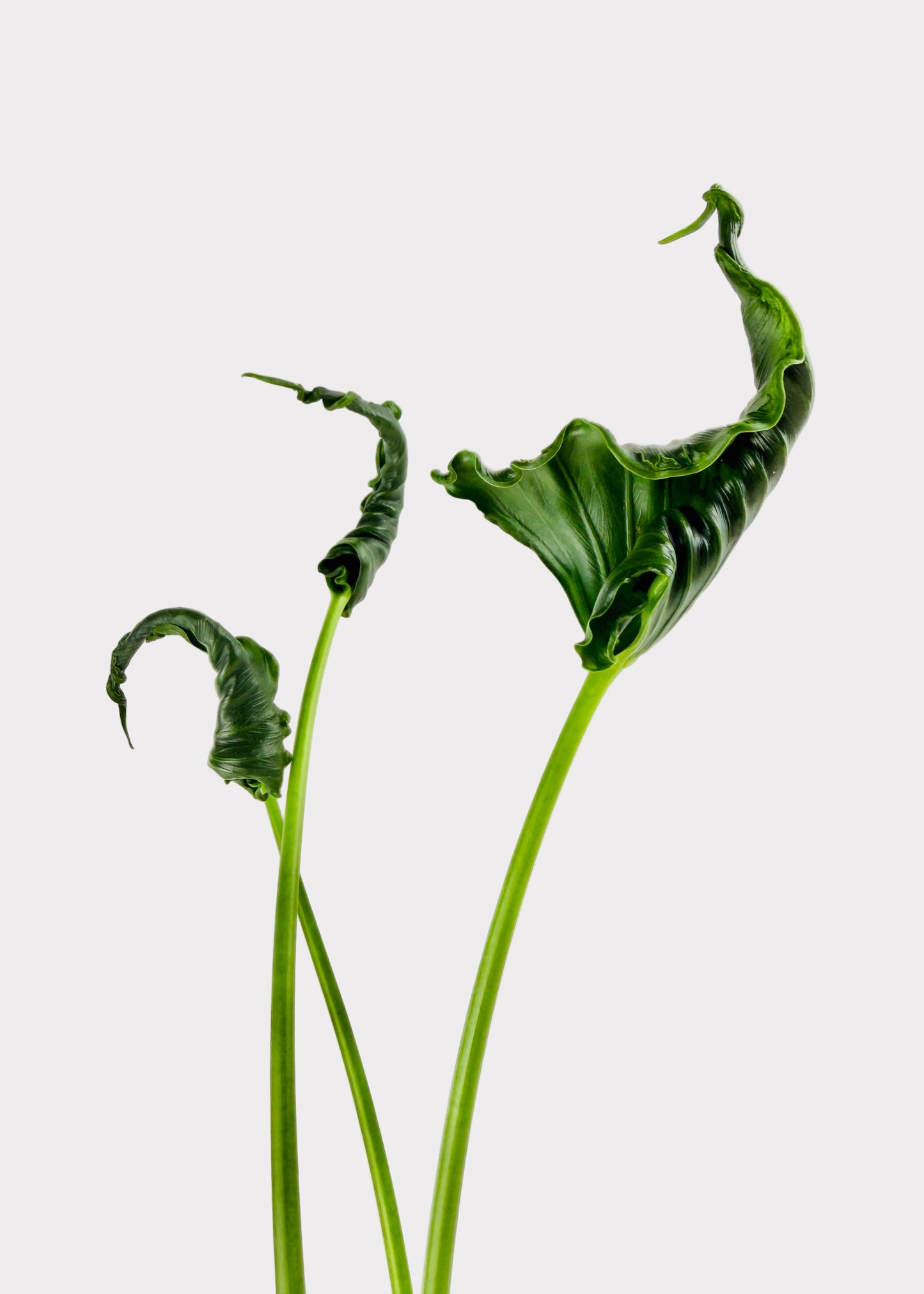 Alocasia – Triangularis