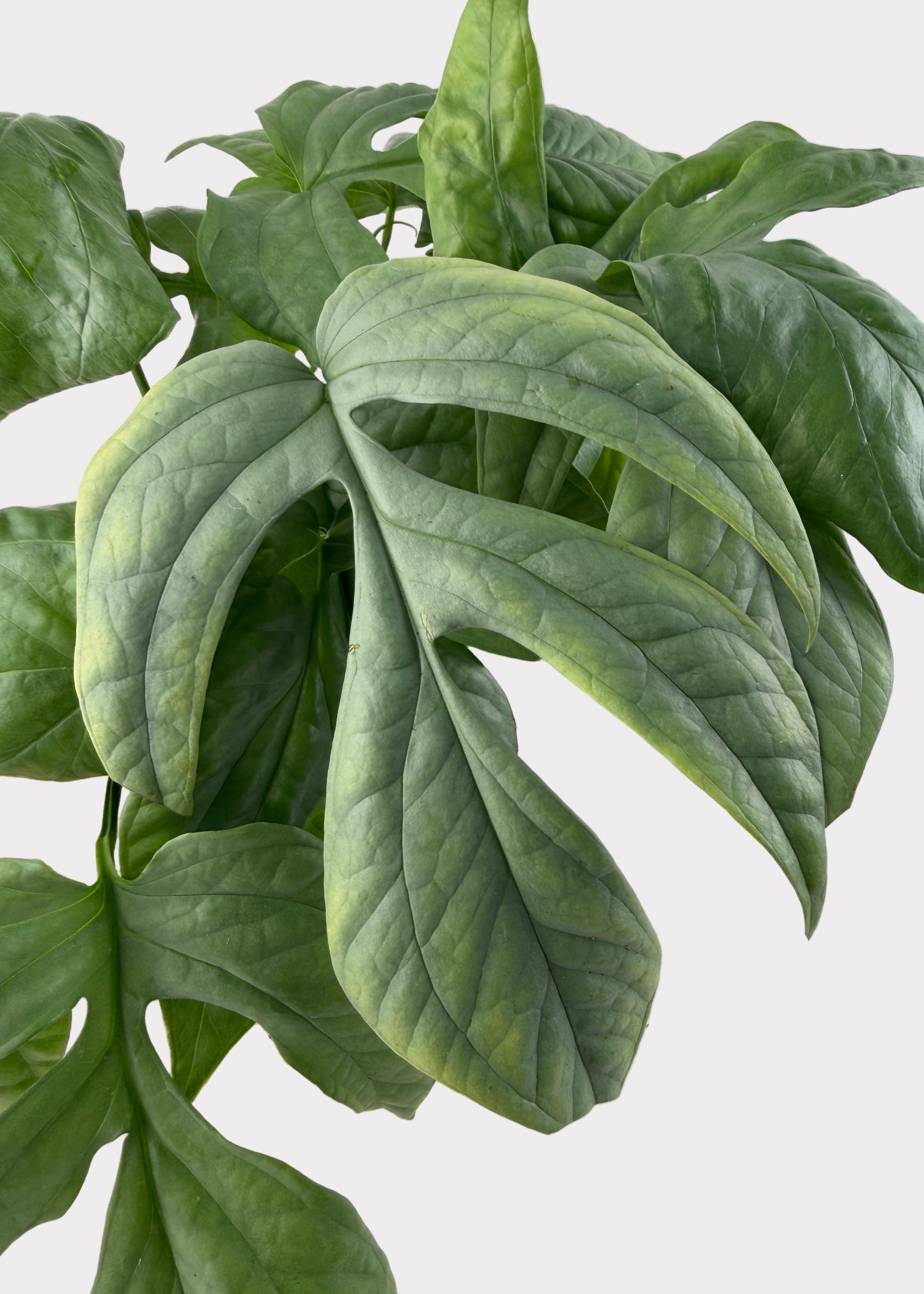 Amydrium Medium Silver