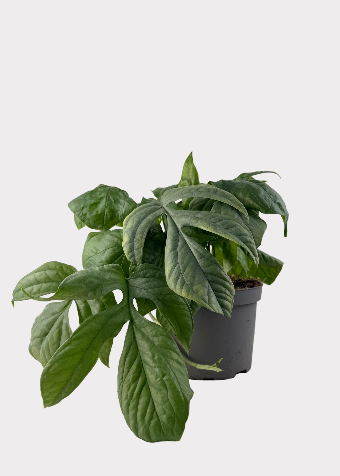 Amydrium Medium Silver