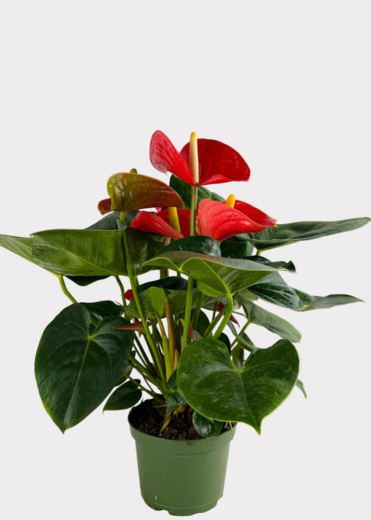 Anthurium Andraeanum - Alabama Red