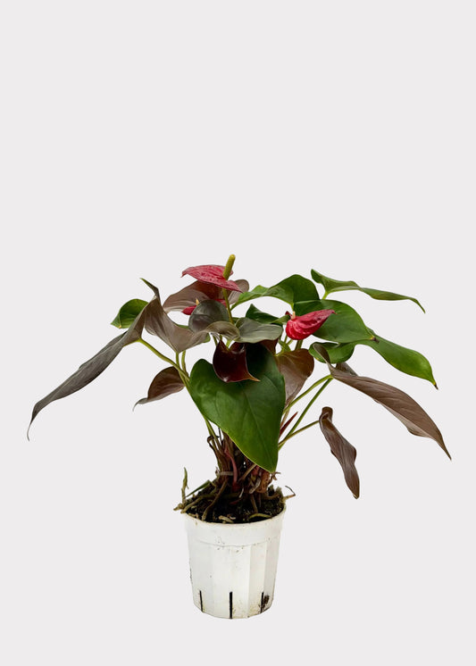 Anthurium Andraeanum - Coral Champ