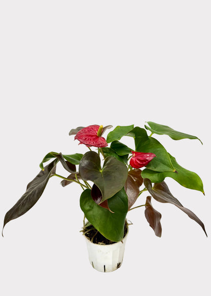 Anthurium Andraeanum - Coral Champ