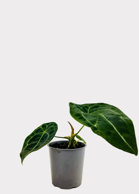 Anthurium - Forgetii