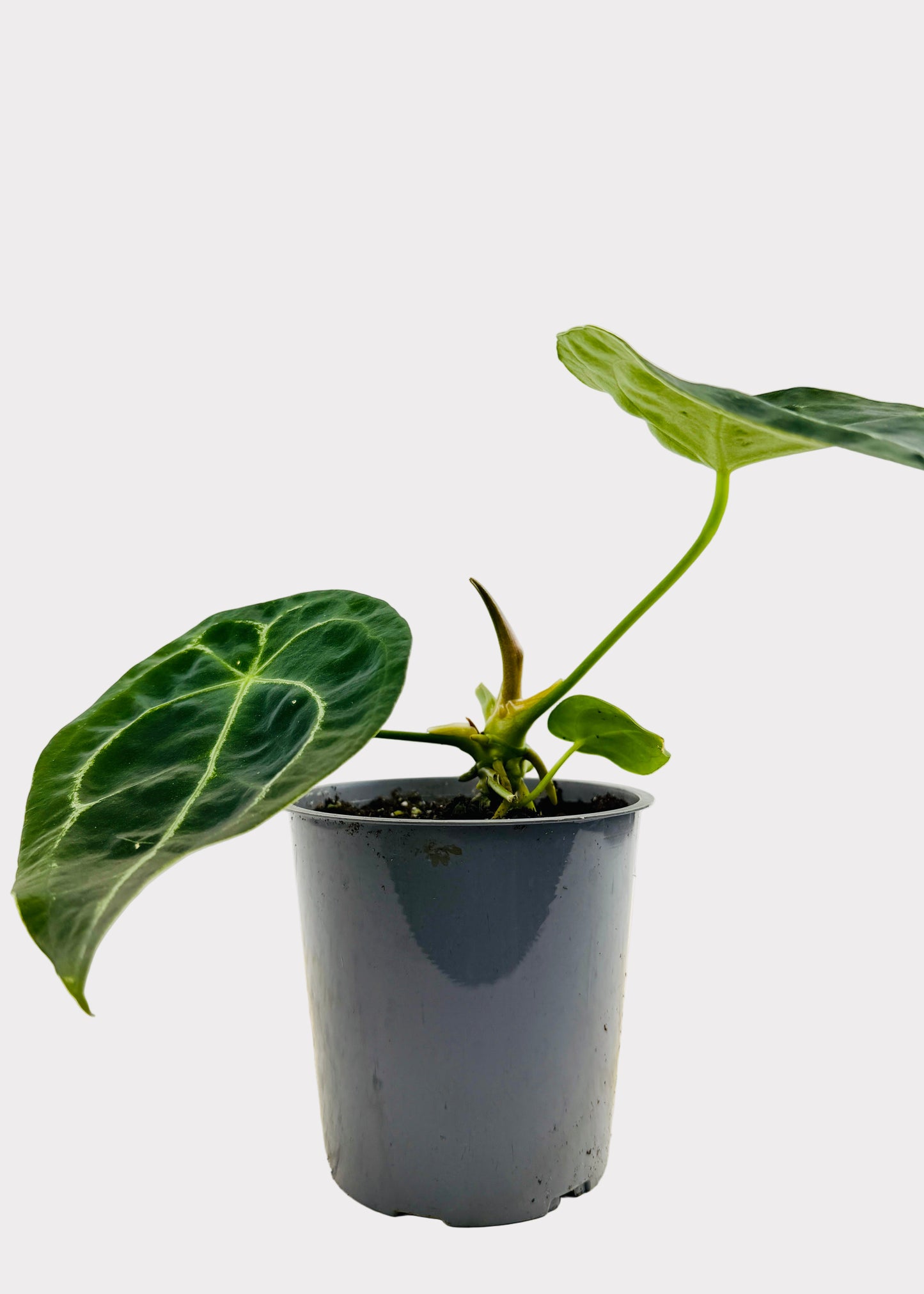 Anthurium - Forgetii