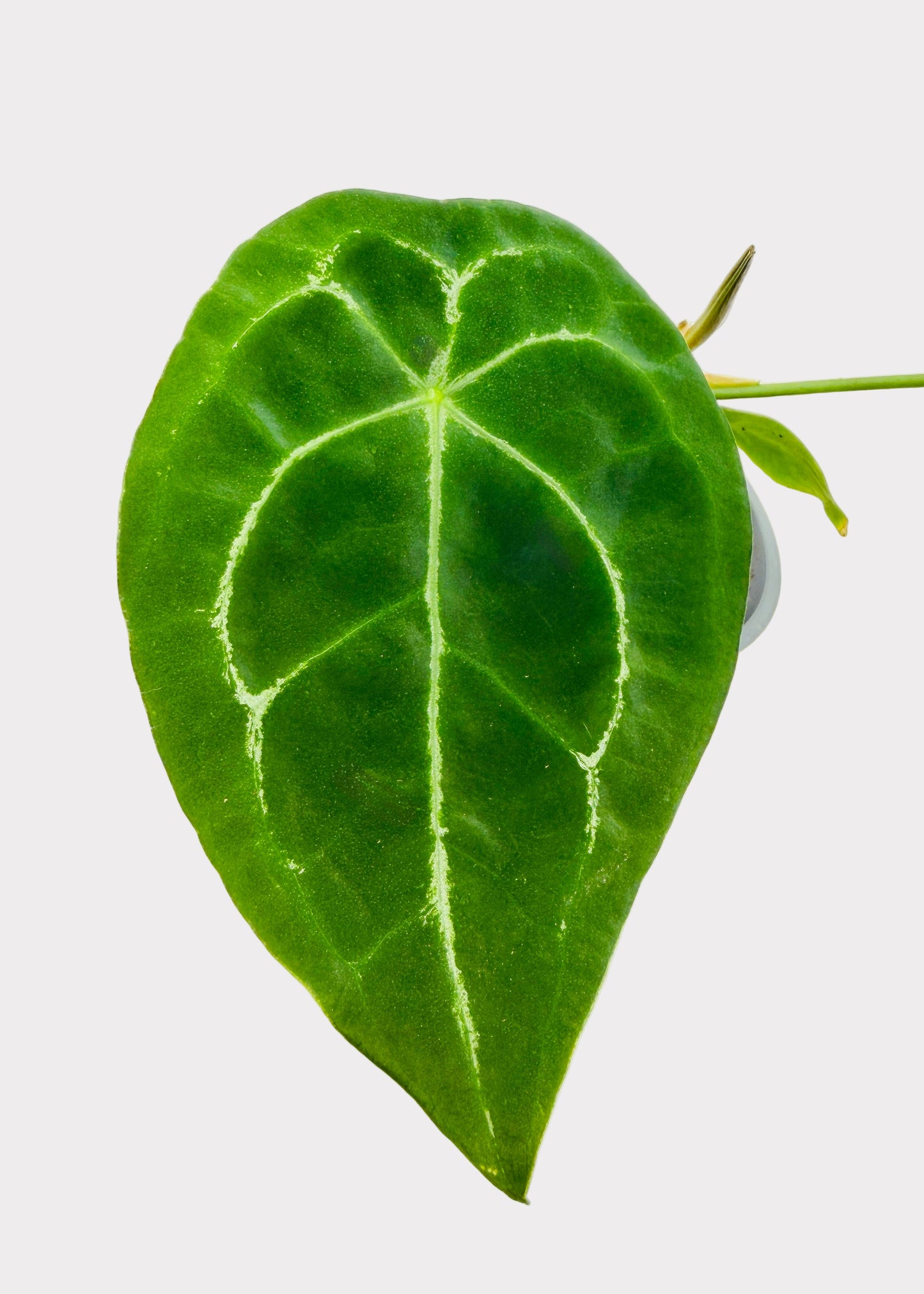 Anthurium - Forgetii