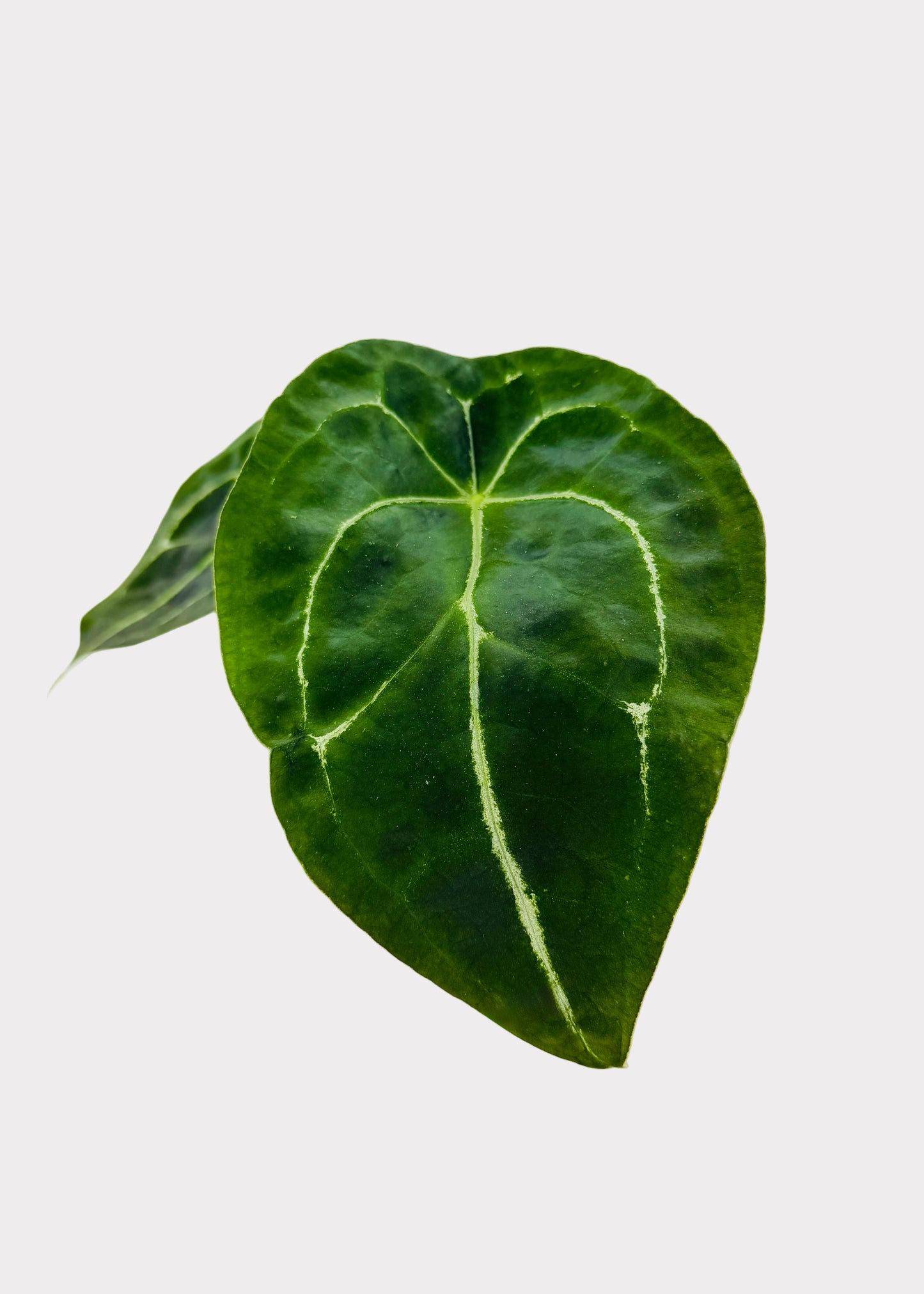 Anthurium - Forgetii