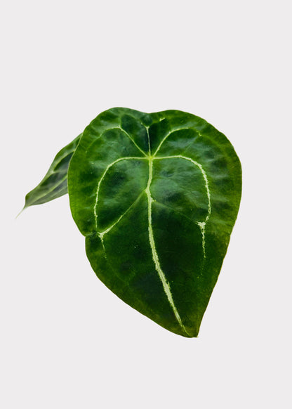 Anthurium - Forgetii