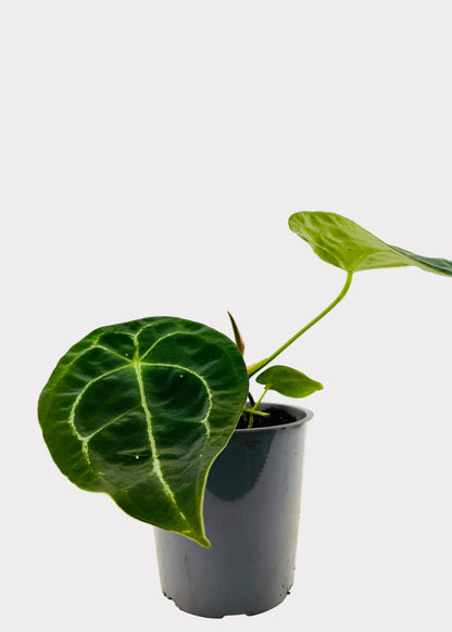 Anthurium - Forgetii