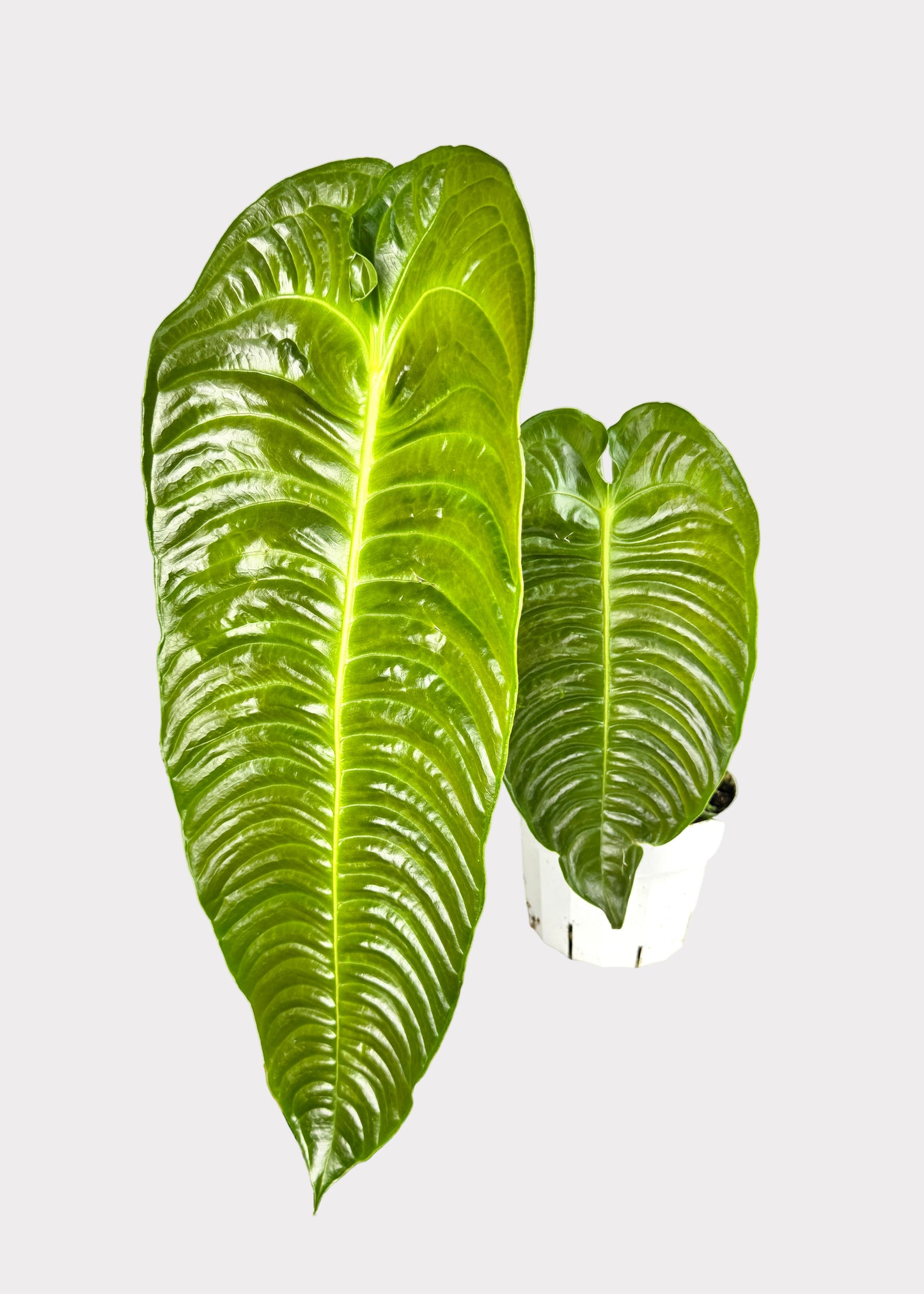 Anthurium – Veitchii (King Anthurium)