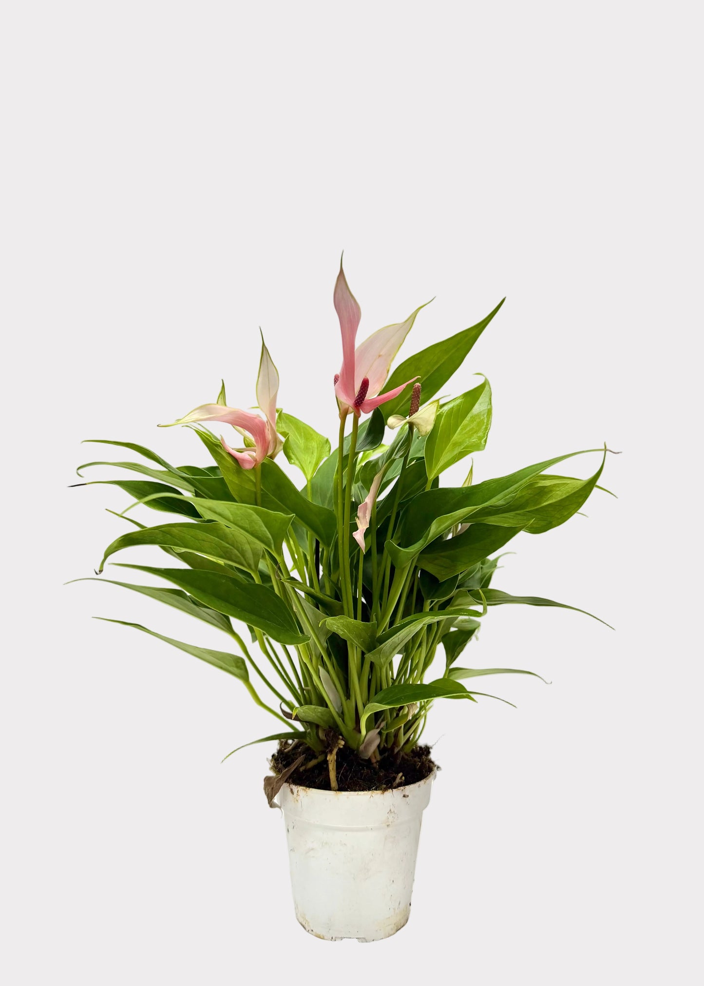 anthurium lilly Anthurium Andraeanum