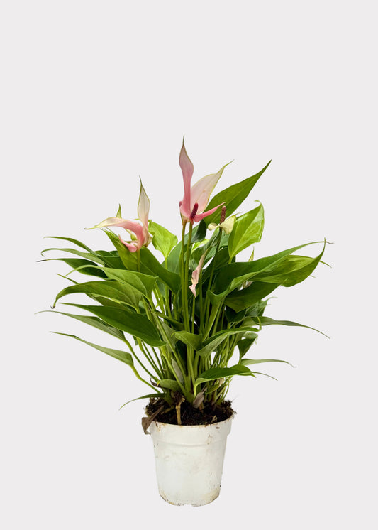 Anthurium Andraeanum - Lili Pink