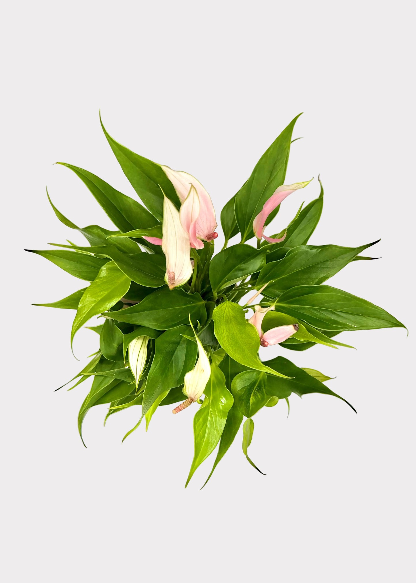 pink anthurium andraeanum Anthurium Andraeanum
