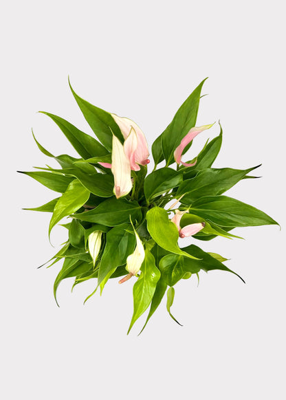 Anthurium Andraeanum - Lili Pink