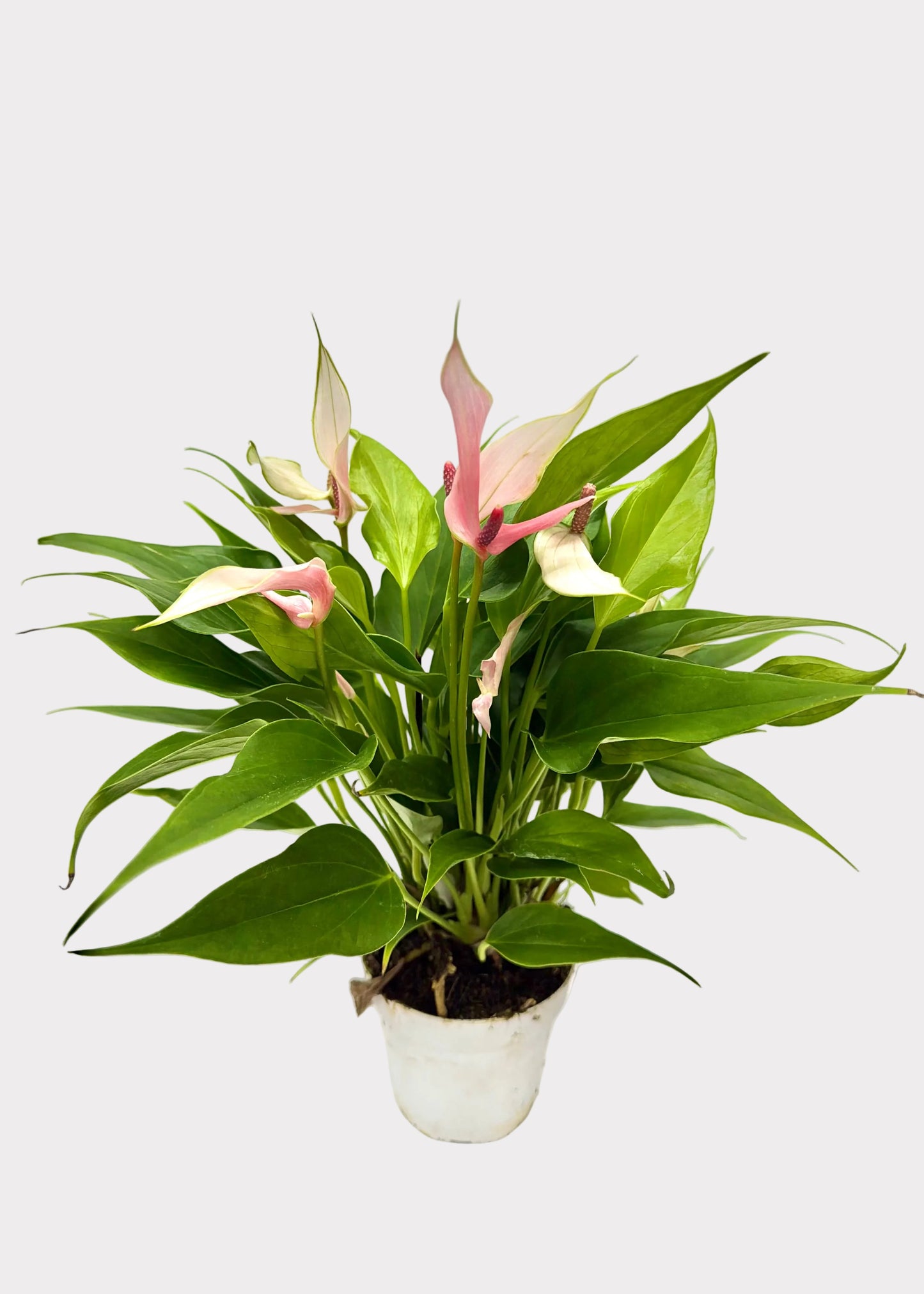 Anthurium Andraeanum - Lili Pink