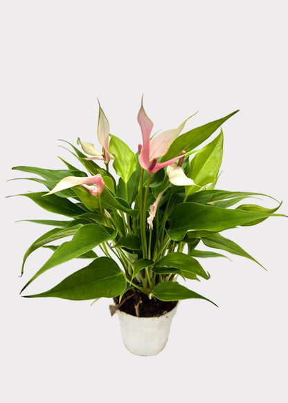 Anthurium Andraeanum - Lili Pink