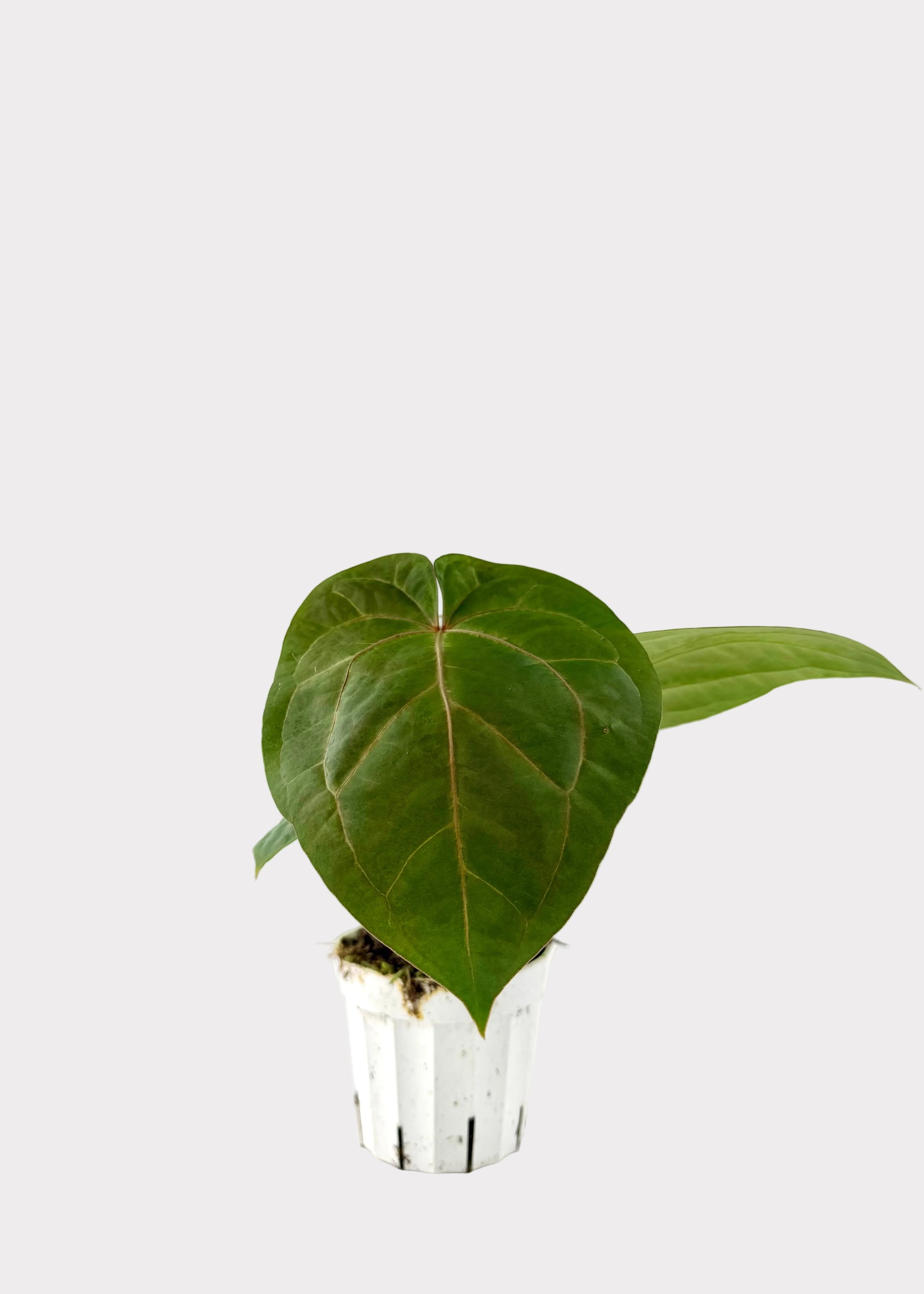 anthurium magnificum dark Anthurium Magnificum x Dark Phoenix