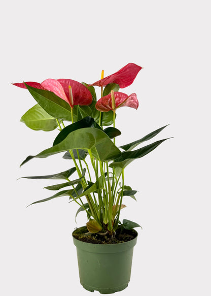 Anthurium Andraeanum - Maine