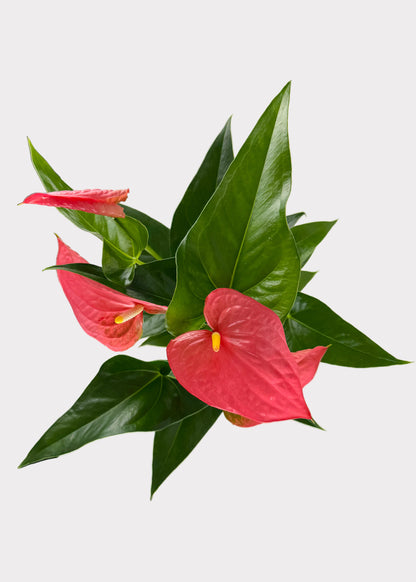 Anthurium Andraeanum - Maine