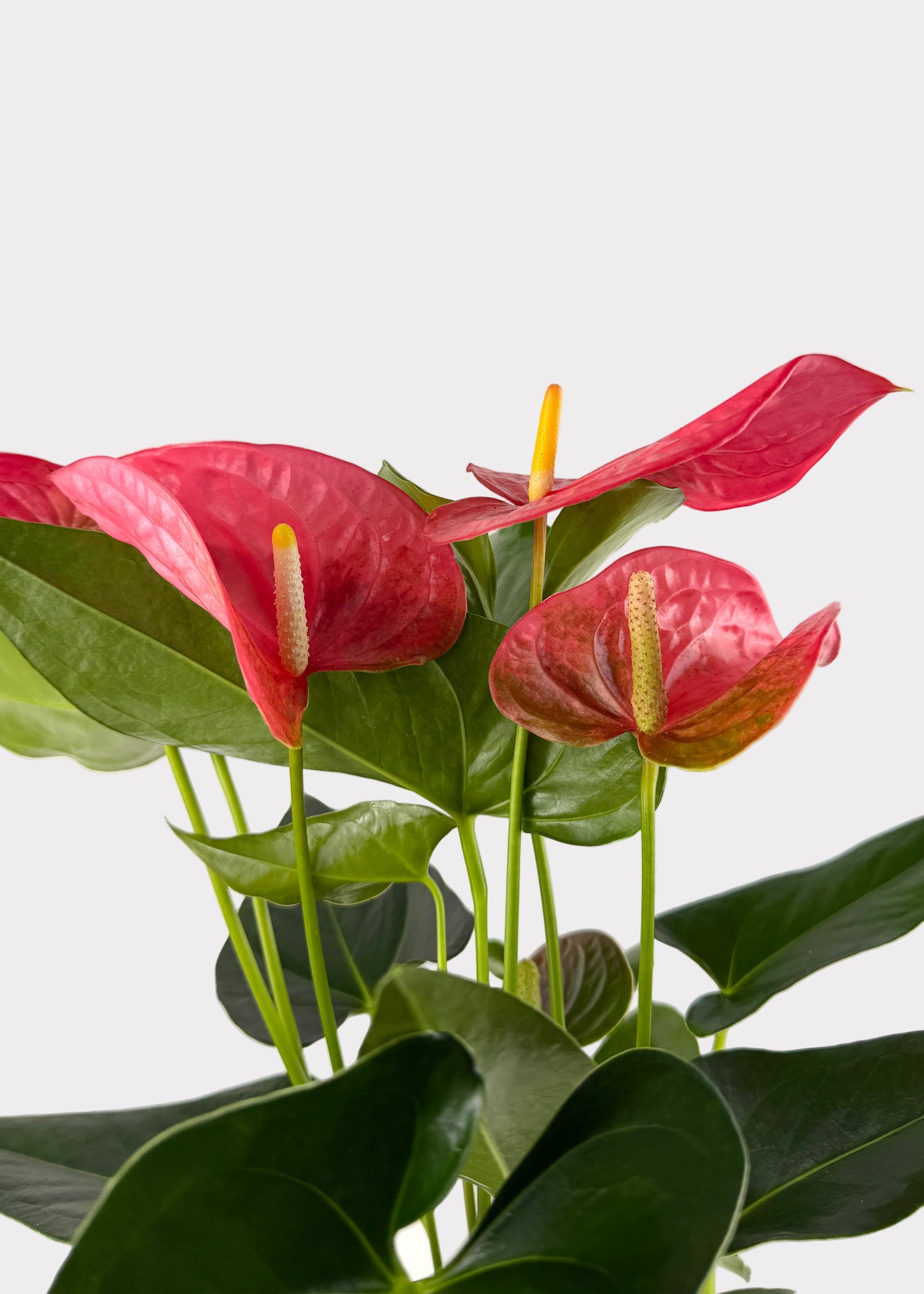 Anthurium Andraeanum - Maine