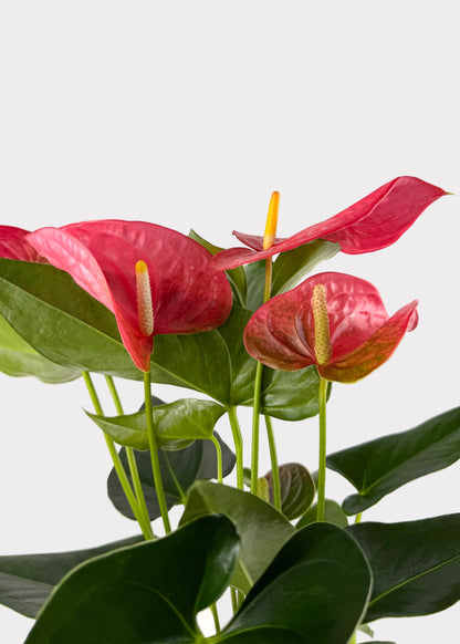 Anthurium Andraeanum - Maine
