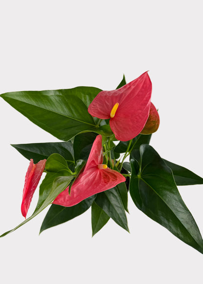 Anthurium Andraeanum - Maine