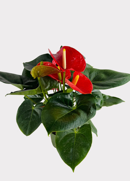 Anthurium Andraeanum - Alabama Red