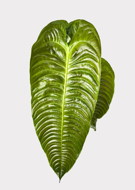 Anthurium – Veitchii (King Anthurium)