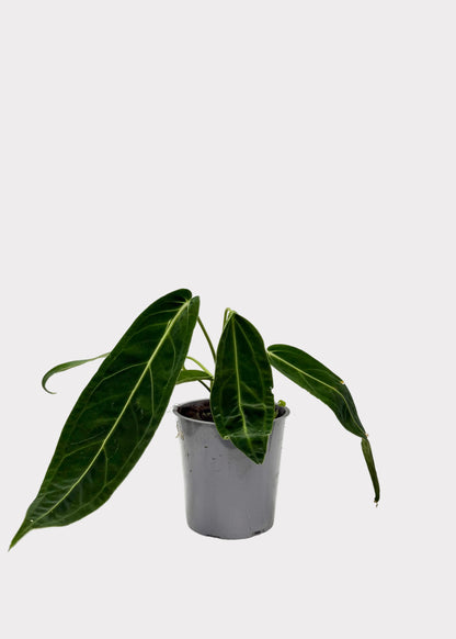 Anthurium - Warocqueanum