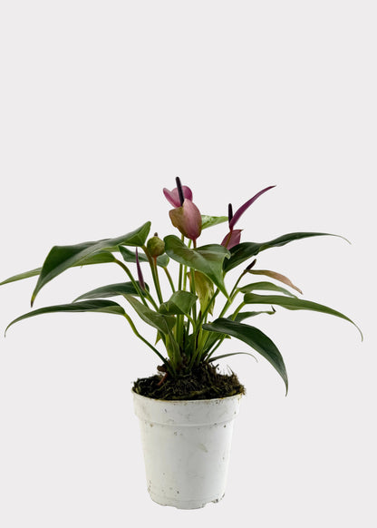 Anthurium Andraeanum - Zizou