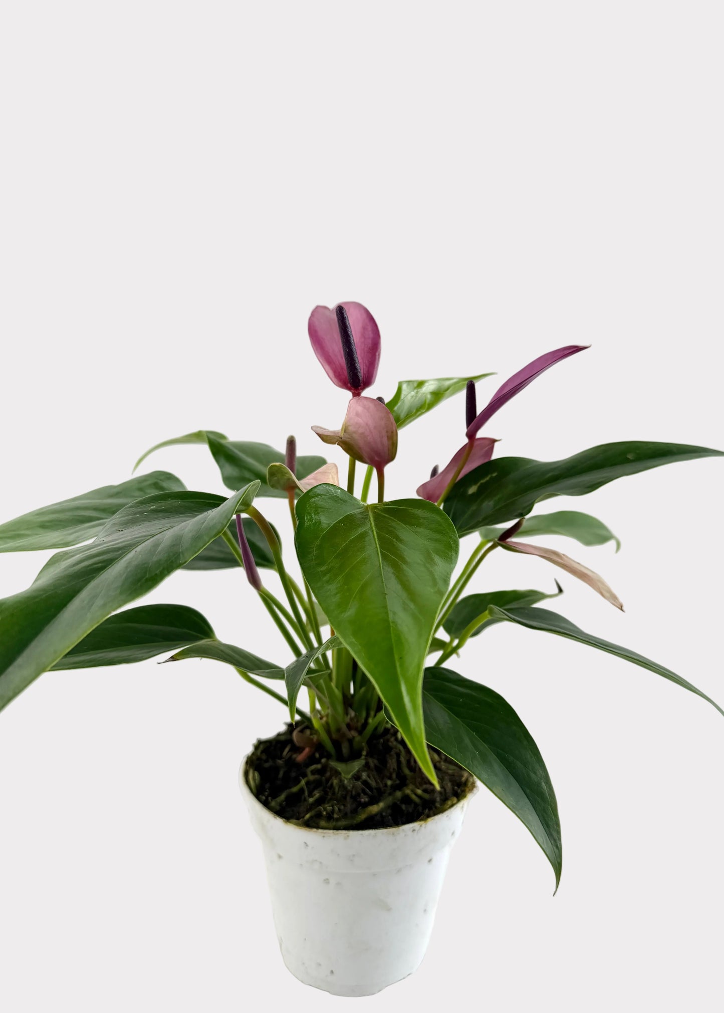 Anthurium Andraeanum - Zizou