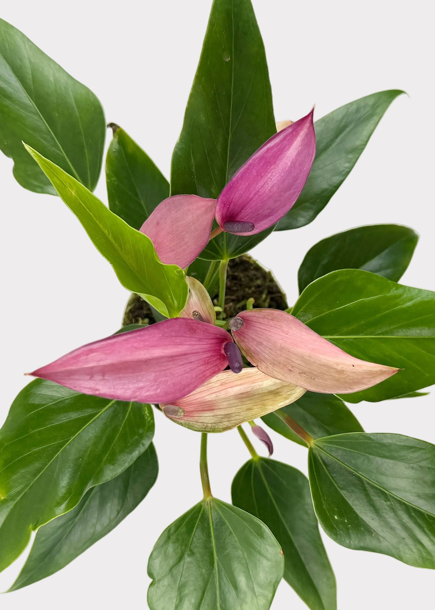 Anthurium Andraeanum - Zizou