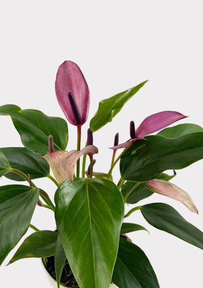 Anthurium Andraeanum - Zizou