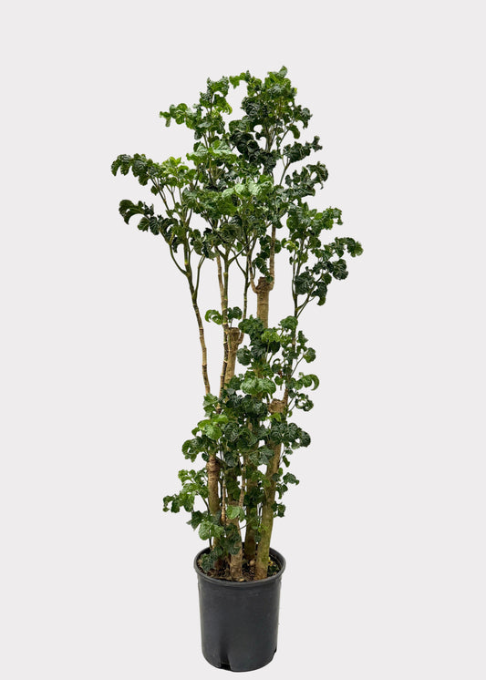 Aralia - Black (Cane)