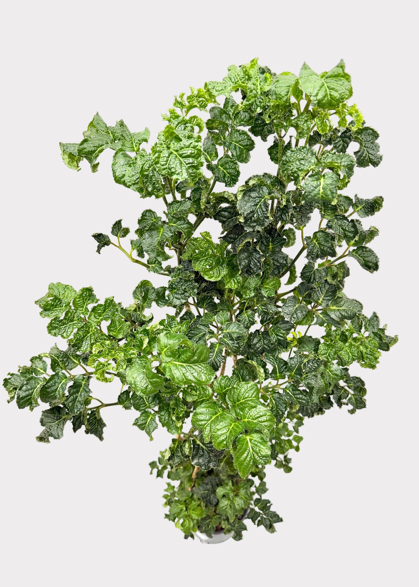 Aralia - Black (Cane)