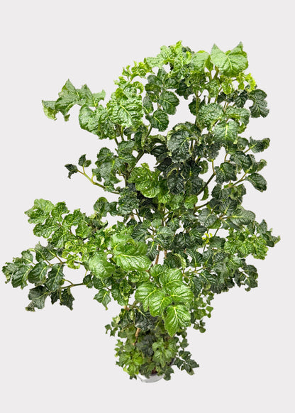 Aralia - Black (Cane)