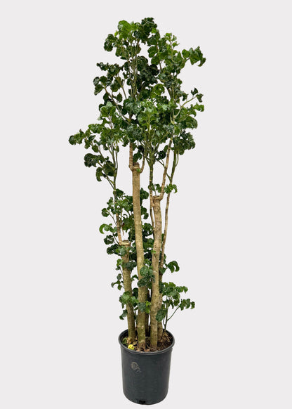 Aralia - Black (Cane)