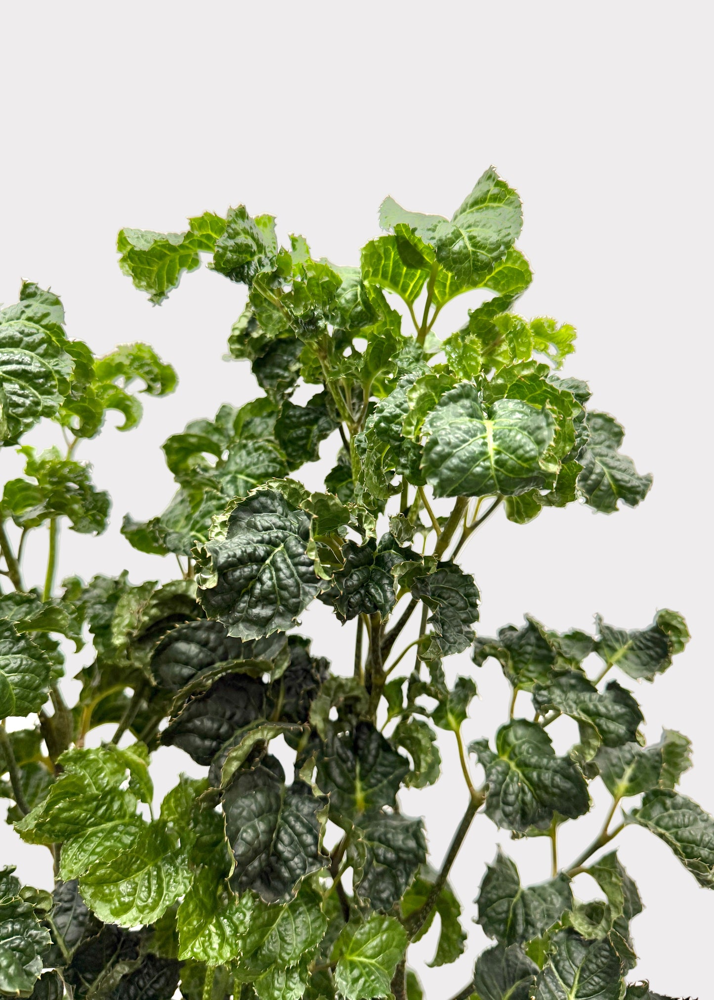 Aralia - Black (Cane)