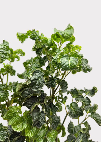 Aralia - Black (Cane)