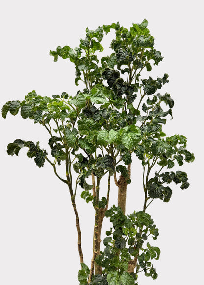Aralia - Black (Cane)